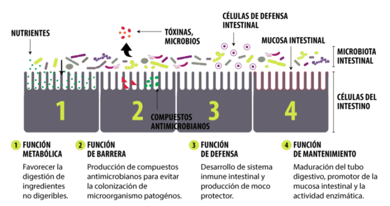 Explorando El Universo De La Microbiota Intestinal 2806