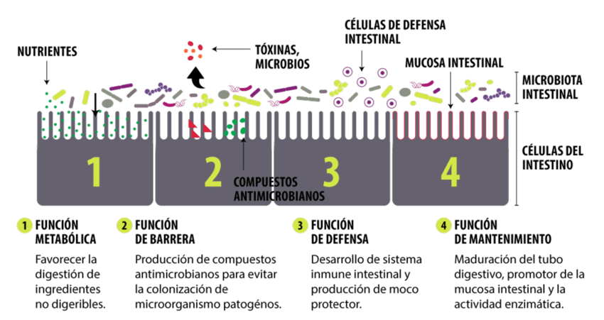 Principales funciones de la microbiota intestinal