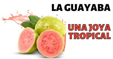 la guayaba