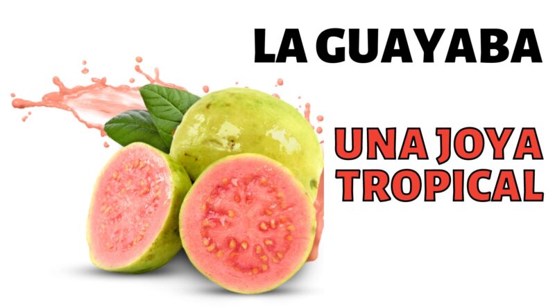 la guayaba