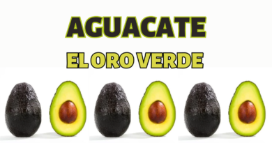 aguacate